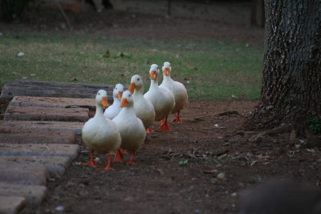 Akwela Guest Farm Hotell Bloemfontein Eksteriør bilde
